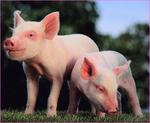фото Комбикорм для свиней